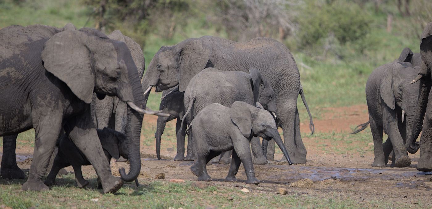 Kruger wildlife
