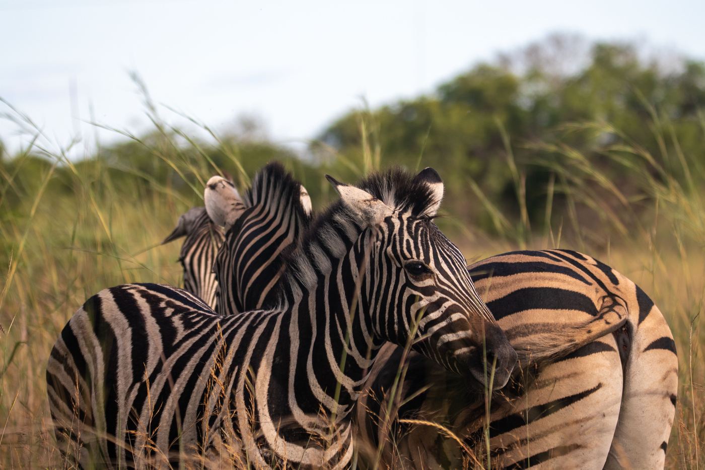 Kruger game drive