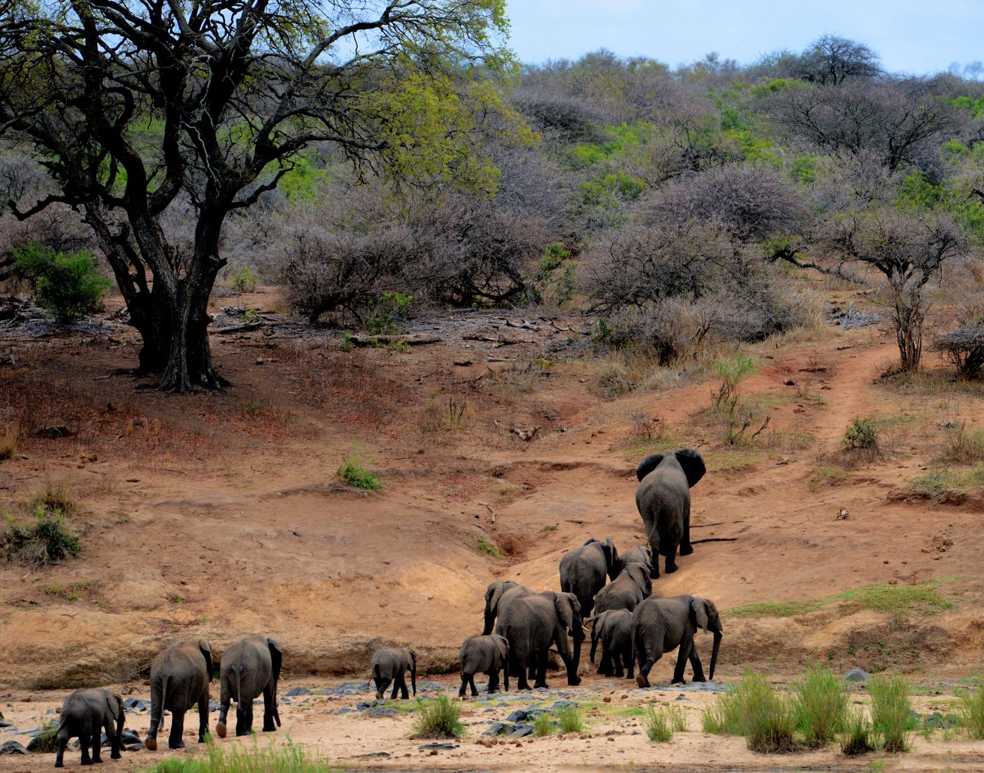 Kruger landscape