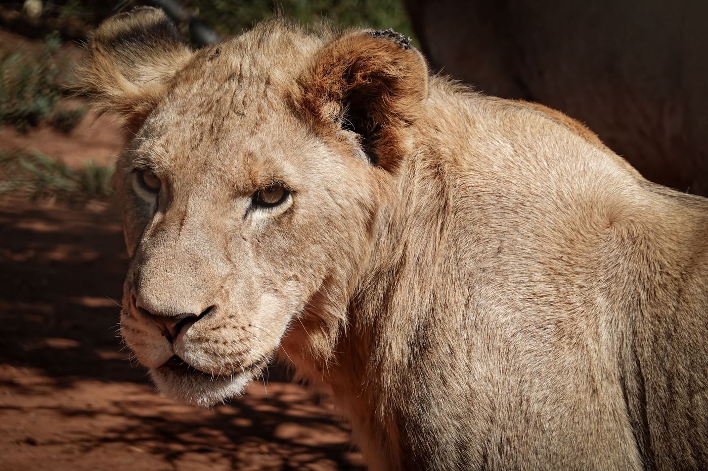Lion Park wildlife