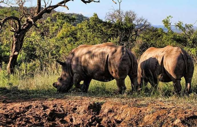 Rhino sighting